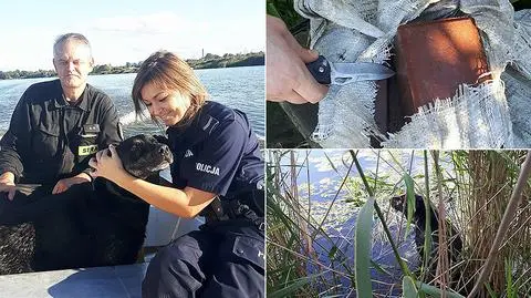 Malbork: Pies przywiązany do worka z kamieniem. Był uwięziony w wodzie