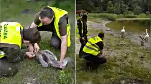 Pomorskie. Pisklę łabędzia zaplątało się w żyłkę. Pomogli leśnicy