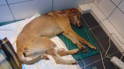 Pobity i zakopany żywcem. Pies przeżył, ale może nigdy nie chodzić