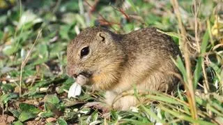 Susły trafią w okolice Rościsławic na Dolnym Śląsku
