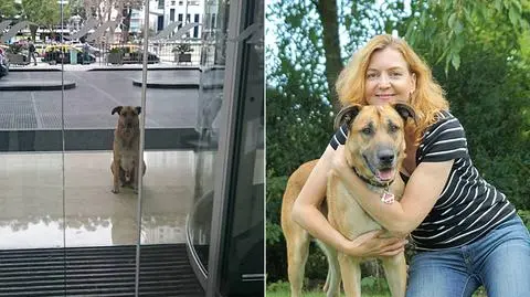 Zaadoptowała psa, który czekał pod hotelem