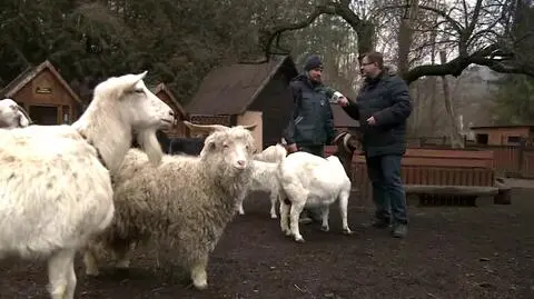 Gorączkowe przygotowania przed walnetynkami w zoo 