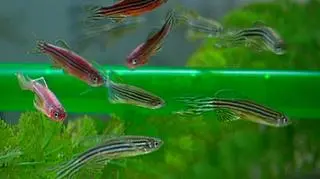 Rybka Danio nadzieją medycyny
