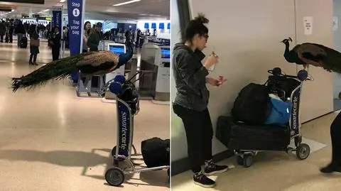 Paw - zwierzę wsparcia emocjonalnego (emotional support animal)?