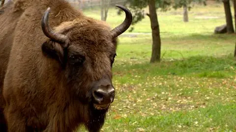 Skarb narodowy z in vitro