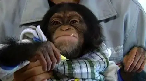 Małpie figle w chińskim centrum handlowym