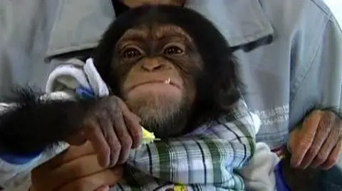 Małpie figle w centrum handlowym