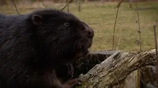 W Tatrach po raz pierwszy osiedliły się bobry