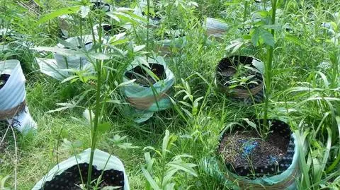 Oświęcim. Marihuana rosła na leśnej polanie