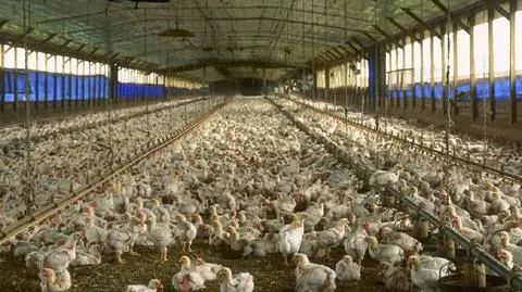Wielkopolskie fermy na antybiotykach. Są wyniki kontroli
