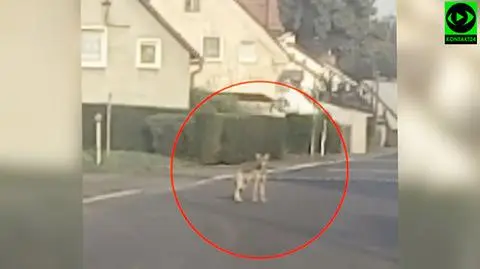 Jelenia Góra. Wilk widziany w Cieplicach