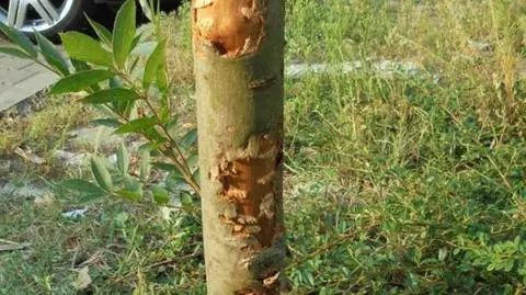 Dolny Śląsk: pozwalał psu na obgryzanie drzew. Dostał grzywnę