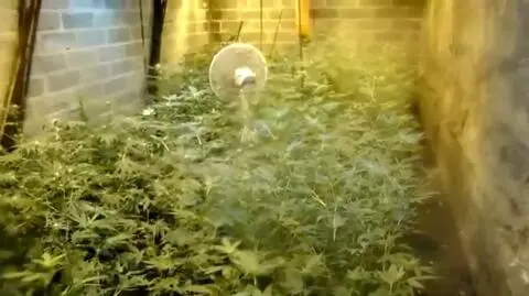 1,5 kilograma marihuany w aucie, w domku letniskowym - plantacja