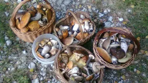 Grzybiarze podkreślają, że zbiory w tym roku są obfite