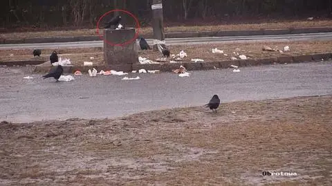 Świdnica: ptasi gang zaśmiecał miasto
