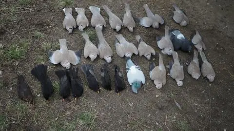 Trzydzieści martwych ptaków pod blokiem