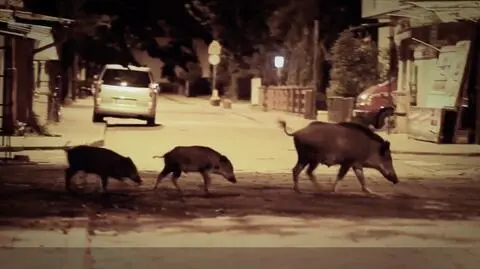 Pani Beata: widziałam, jak dziki zabijają moją kurę