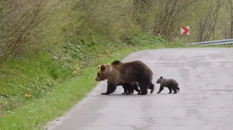Im wolno przechodzić przez jednię bez pasów