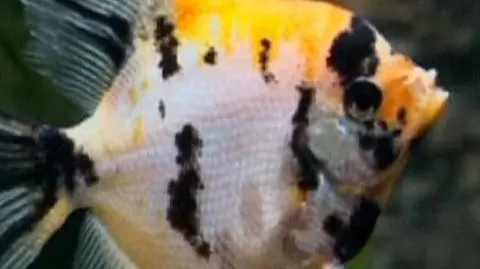 Nieznana Amazonka w akwarium