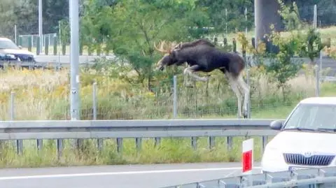 Po autostradzie biegał łoś. Zwierzę pojawiło się na A4 mimo zabezpieczeń
