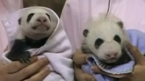 Pandziątka w błyskach fleszy