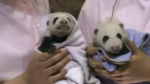 Pandziątka w błyskach fleszy