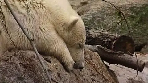 Ostatni występ Knuta