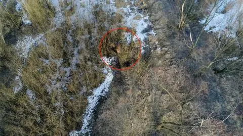 Opolszczyzna: krowa uciekinierka wypatrzona. Pomógł dron
