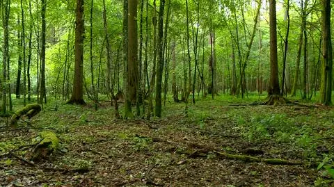EU asks top court to speed up case against Poland over logging