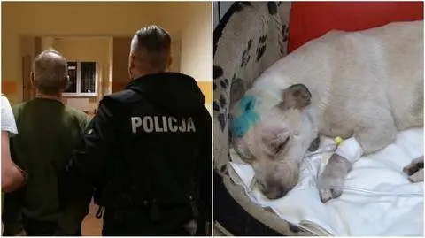 63-latek usłyszał zarzuty. "Skatował psa i wrzucił go w torbie do śmietnika"