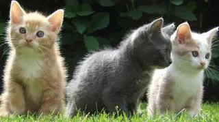 28-latek znów szuka w internecie informacji o kotach przeznaczonych do adopcji 