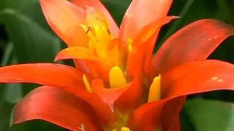 Najpiękniejsze orchidee kwitną na Bronksie