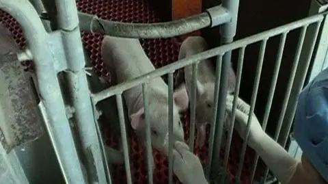 Japończycy sklonowali świnię