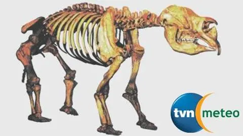 Trzytonowy wombat na sterydach