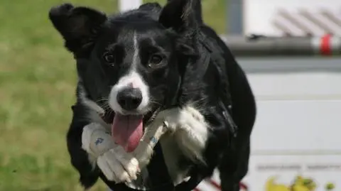 Polski pies przeszedł kurs angielskiego