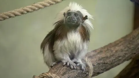 W poznańskim zoo otwarto azyl dla małp