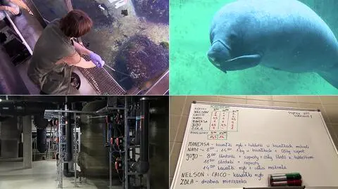 Wrocławskie Afrykarium od kuchni