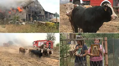 W pożarze w Częstochowie padły 34 byki