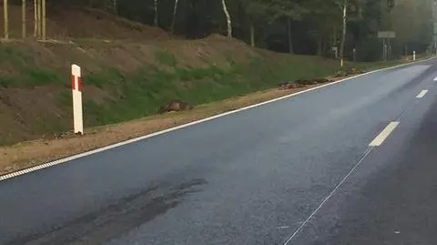 Kaszczor-Wieleń: Wataha dzików zginęła na drodze