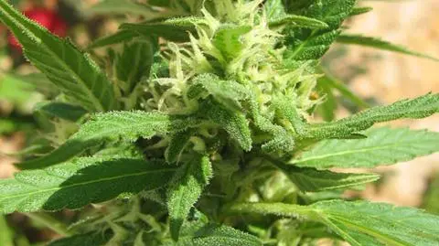 Trzy dni obrad w sprawie marihuany