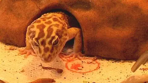 Schronisko dla pytona