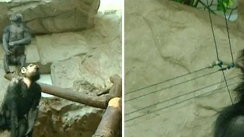 Opiekun pilnie poszukiwany