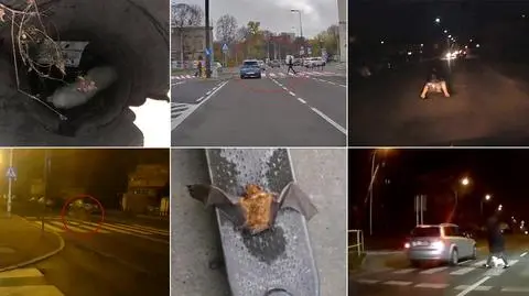 Przepisowy daniel czy mniej zdyscyplinowani ludzie? Wybieracie materiał tygodnia