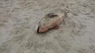 Ciało samicy znaleziono na plaży