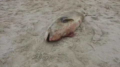 Pomorze: Znaleźli martwego morświna