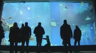 Wrocławskie Afrykarium oficjalnie otwarte