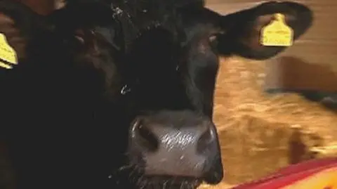 Wyrok śmierci dla byka