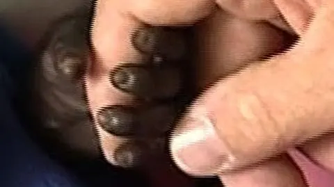 Gorylek trafił na oddział intensywnej terapii