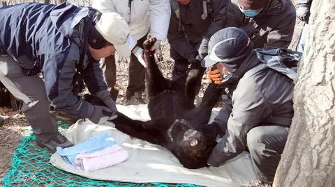 Wolał wolność na mrozie. 
Aż zobaczył wino...