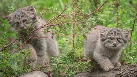 Pięć manuli przyszło na świat we wrocławskim zoo